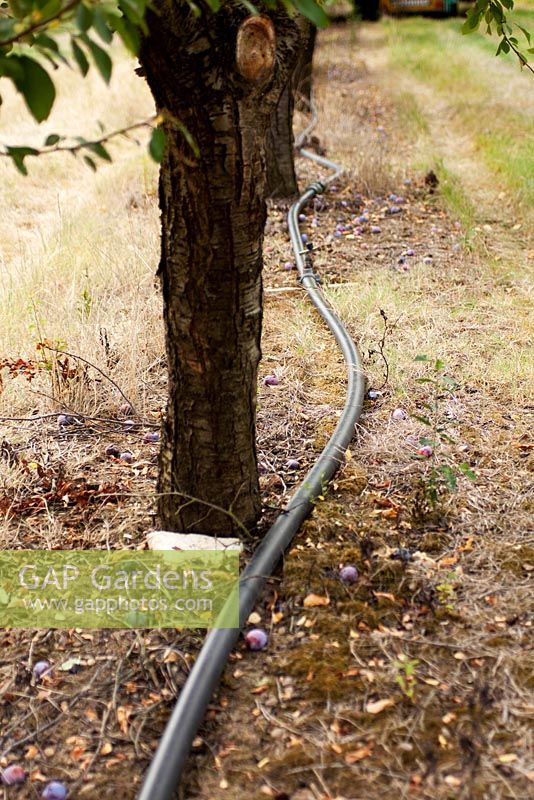 Pipeline pour l'irrigation des fruits dans le verger pour encourager le gonflement des fruits et se prémunir contre la sécheresse.