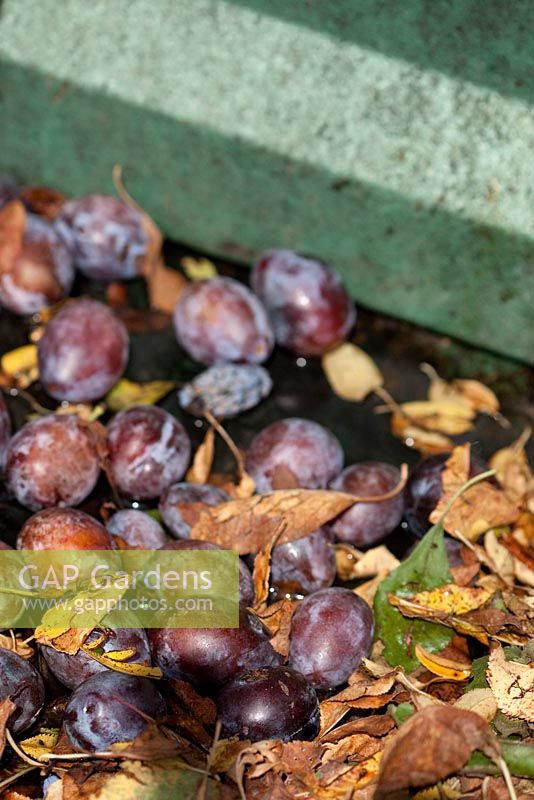 Après la cueillette, les prunes doivent être tamisées et lavées pour éliminer toute végétation indésirable indésirable.