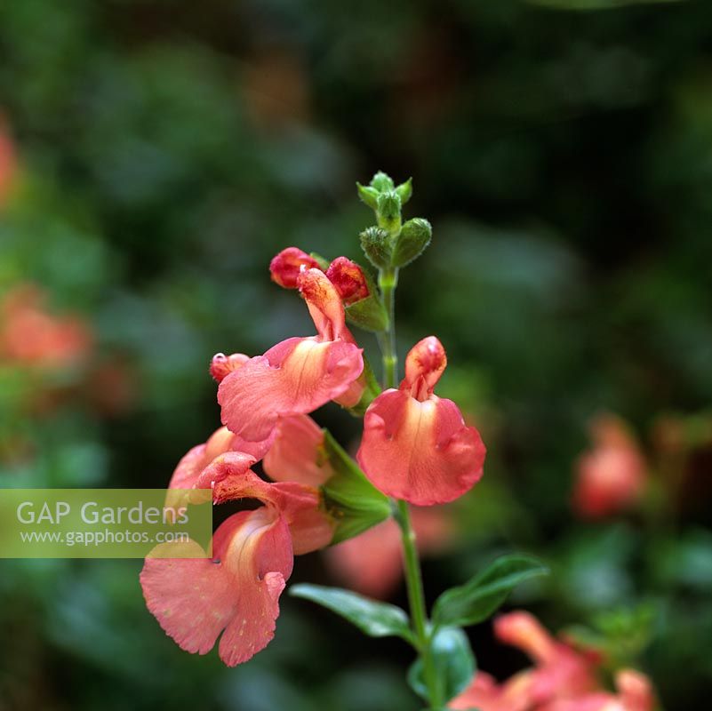 Salvia x jamensis Dysons Orangey Pink, un arbuste portant de délicates fleurs rose saumon de la fin de l'été à l'automne.