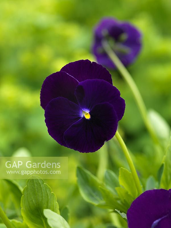 Viola Raven, une alto vivace aux fleurs arrondies du violet le plus profond, proche du noir, et d'un œil jaune vif.