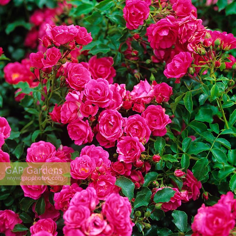 Rosa Flower Carpet, une rose moderne rose foncé avec des grappes de petites roses. Légèrement parfumé.