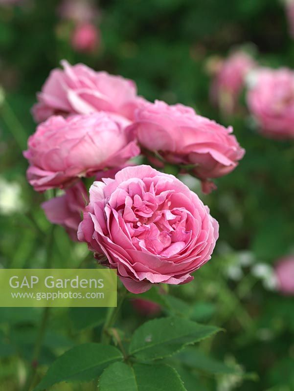 Rosa Louise Odier, une rose Bourbon avec des fleurs roses doubles, parfumées en forme de camélia, rosées, avec des reflets lilas.