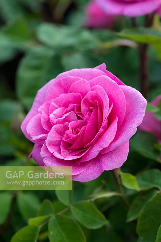 Rosa 'Gertrude Jekyll', une rose anglaise vigoureuse connue pour son parfum