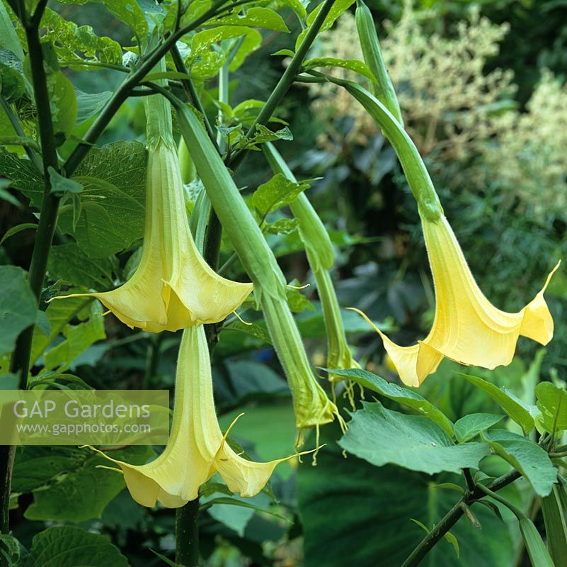 Brugmansia 'Grand Marnier' - trompettes anges ou datura, un arbuste à feuilles persistantes gelée tendre.