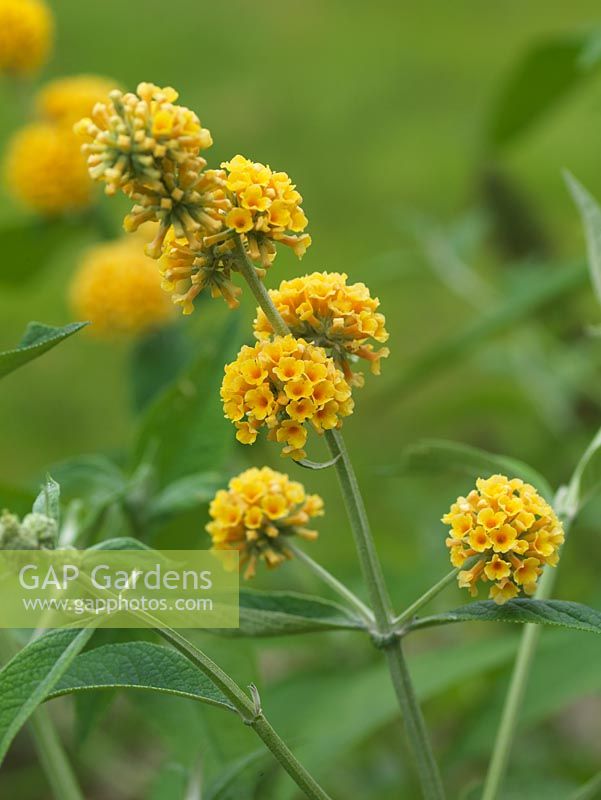 Buddleja weyeriana 'Sungold', Butterfly Bush, un arbuste à fleurs d'été avec des panicules de fleurs dorées attirantes pour les insectes.