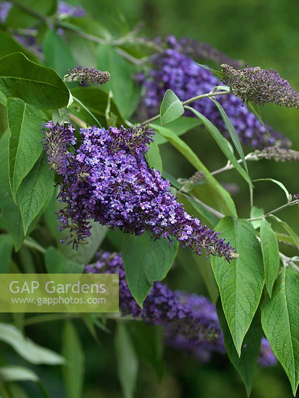 Buddleja davidii 'Gray dawn', une introduction récente d'Andrew Bullock. Arbuste à floraison estivale à panicules de fleurs bleu-gris profond, attirant les insectes.