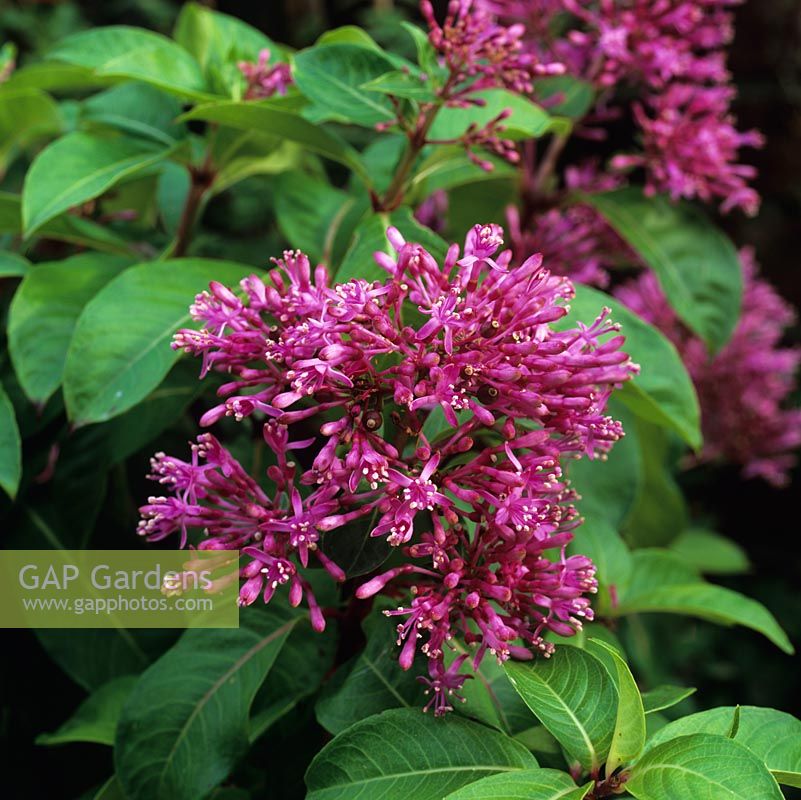 Dichroa versicolor, un arbuste assez tendre qui se développe dans des pots en position ensoleillée.