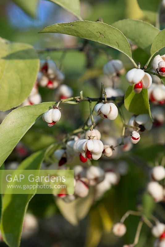 Euonymus hamiltonianus 'Popcorn', fuseau, un arbuste qui porte des fruits blancs d'automne qui se divisent pour révéler des graines rouges en octobre et novembre