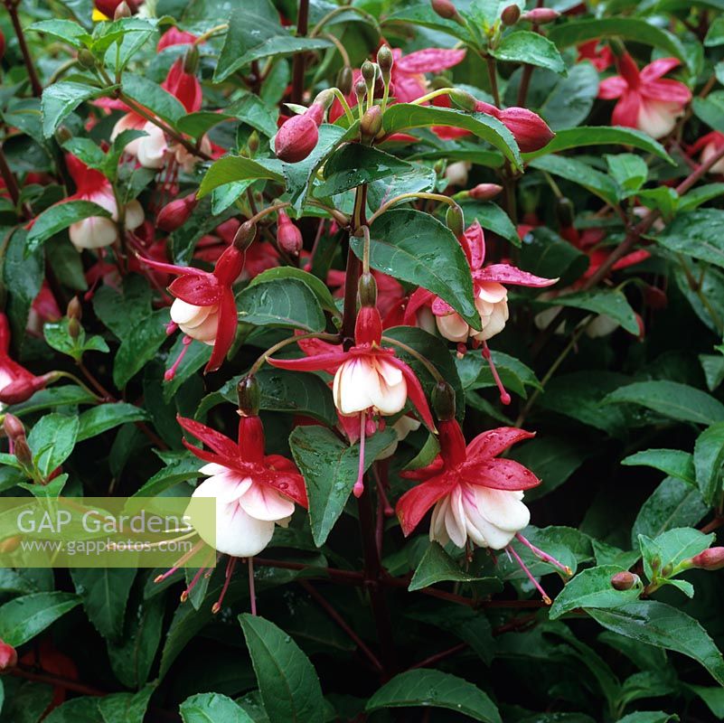 Fuchsia Hollys Beauty, un arbuste à feuilles persistantes qui fleurit jusqu'en automne. Fleurs pendantes à tube cramoisi et sépales, corolle blanche