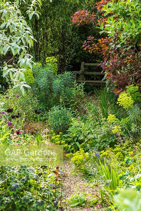 Jardin de ville isolé à Cambridge. Jardin de gravier avec Elaeagnus angustifolia, géraniums rustiques, euphorbes, carex, bambous et cotinus
