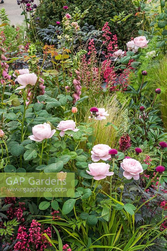 Rosa 'Reine de Suède' en parterre de fleurs avec heuchères, pivoines, herbes et digitales