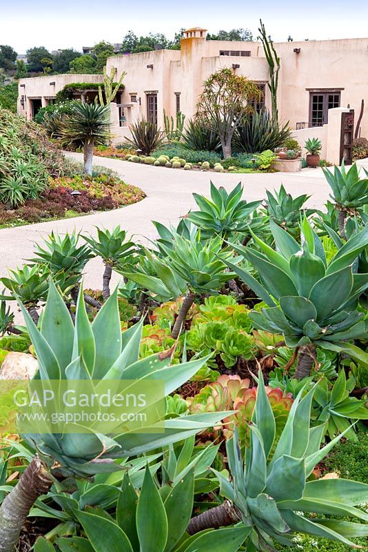Vue de la maison contemporaine et conduire avec des parterres de fleurs mixtes et des parterres de fleurs contenant des succulentes et des cactus. Jardin de Suzy Schaefer, Rancho Santa Fe, Californie, USA