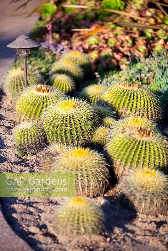 Echinocactus grusonii, Golden Barrel cactus à Suzy Schaefer's garden, Rancho Santa Fe, Californie, USA