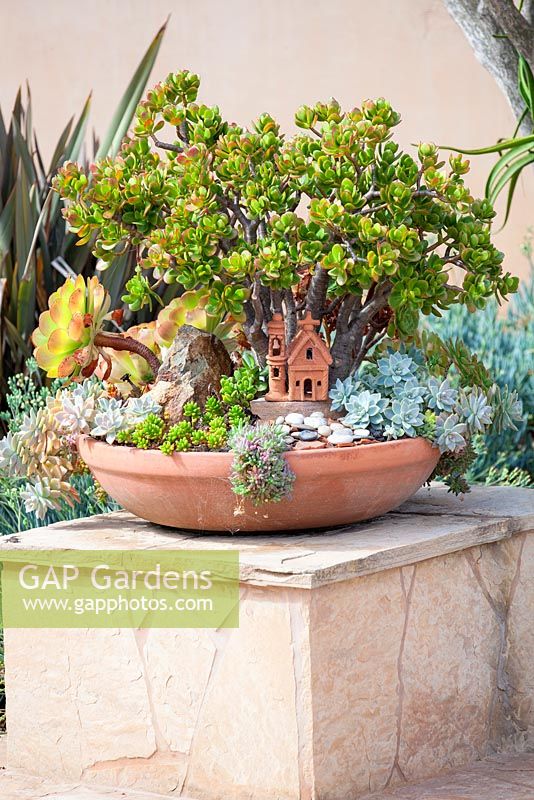 Jardin de Suzy Schaefer, Rancho Santa Fe, Californie, USA. Pot en terre cuite avec une plante Crassula ovata et autres plantes succulentes.