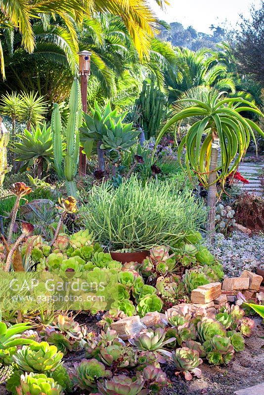 Euphorbia tirucalli et autres plantes succulentes et cactus dans le jardin de Suzy Schaefer, Rancho Santa Fe, Californie, USA.
