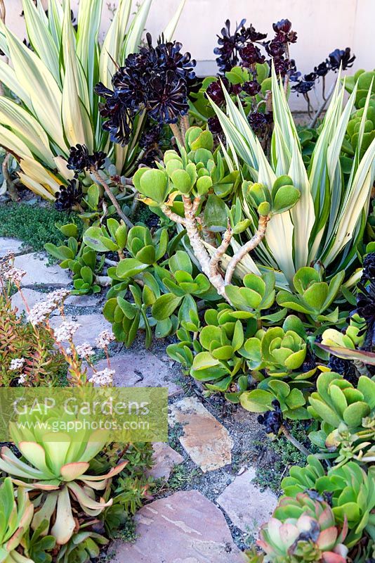 Furcraea foetida 'Medio-picta' en parterre de fleurs mélangé avec Aeonium Zwartkop et autres plantes succulentes. Jardin de Suzy Schaefer, Rancho Santa Fe, Californie, USA