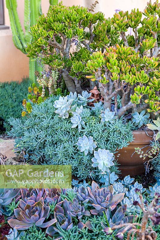 Crassula ovata et autres plantes succulentes dans un pot. Jardin de Suzy Schaefer, Rancho Santa Fe, Californie, USA