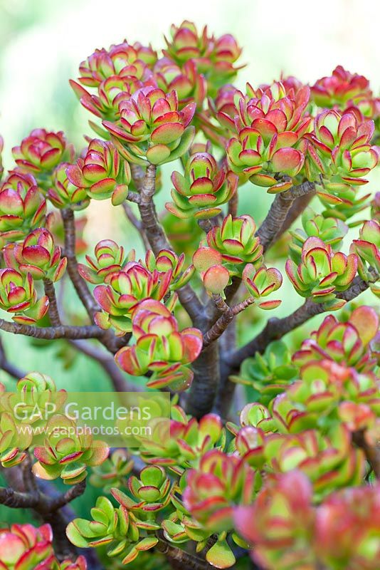 Crassula ovata minima, plante de Jade, arbre d'amitié, arbre d'argent, arbre porte-bonheur. Plante succulente. Août. Jardin de Suzy Schaefer, Rancho Santa Fe, Californie, USA