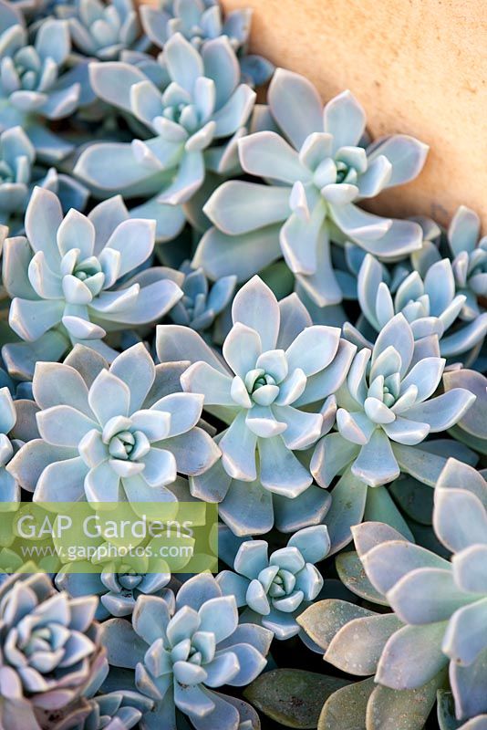Graptopetalum paraguayense, plante fantôme. Succulent, août. Portrait de plante de plante bleu pâle, gris et rose. Jardin de Suzy Schaefer, Rancho Santa Fe, Californie, USA