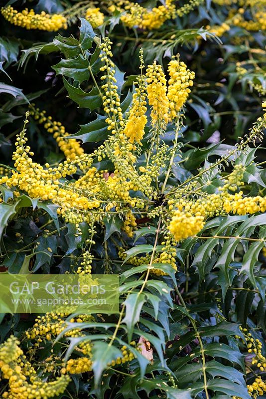 Mahonia 'Buckland', un arbuste à feuilles persistantes avec des feuilles fortement dentelées et des pulvérisations de petites fleurs dorées et parfumées en hiver.