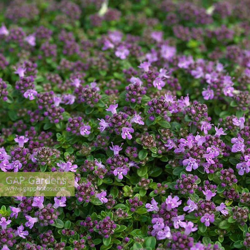 Thymus Lilac Time, le thym, une herbe aromatique à feuilles persistantes, à très faible croissance et bon pour la couverture du sol. A des usages culinaires et médicinaux.