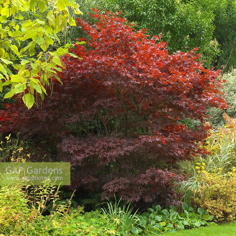 Acer palmatum, érable japonais, son feuillage devenant rouge en automne.