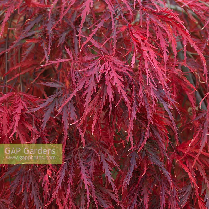 Acer palmatum 'Garnet', érable du Japon, son feuillage finement coupé devenant rouge en automne.