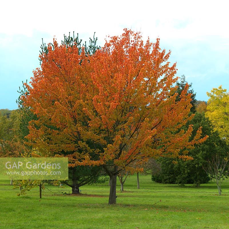 Acer pycnanthum, érable rouge japonais, a un feuillage qui devient or et rouge en automne.