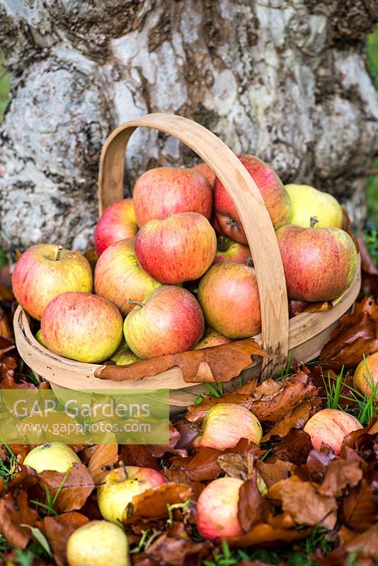 Un trug rempli de cultures tardives mangeant des pommes récoltées dans le verger de Wisley, qui détient l'ancienne collection nationale de Malus.