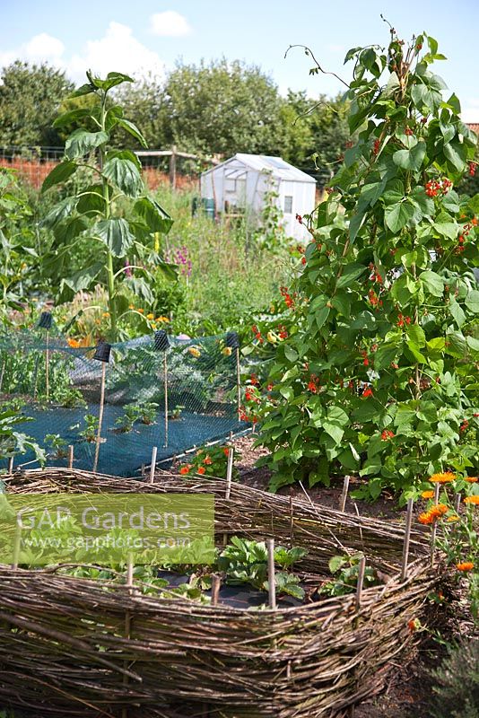 Un lotissement avec des plants de fraises protégés par une clôture en saule tissé, un wigwam de haricots et une serre