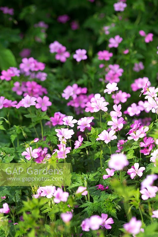 Geranium endressii