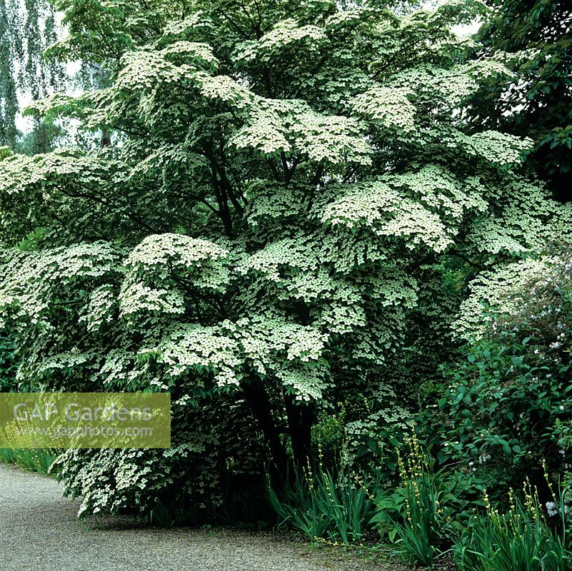 Cornus kousa, arbre à feuilles caduques avec des fleurs vert-blanc étouffer l'arbre