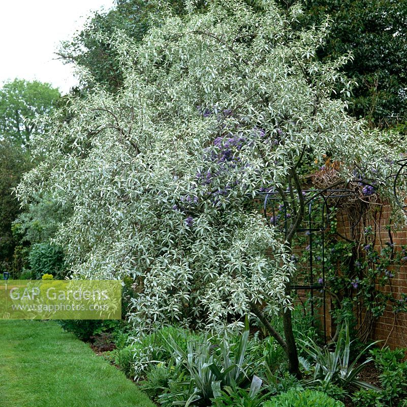 Elaeagnus angustifolia 'Quicksilver', arbuste à feuilles caduques ou petit arbre à feuilles argentées en forme de lance