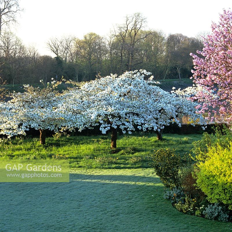 Bordure de pelouse givrée, deux cerisiers. A gauche, Prunus Shirotae blanc étalé, à droite un Prunus sargentii rose au-dessus de Coronilla glauca or.