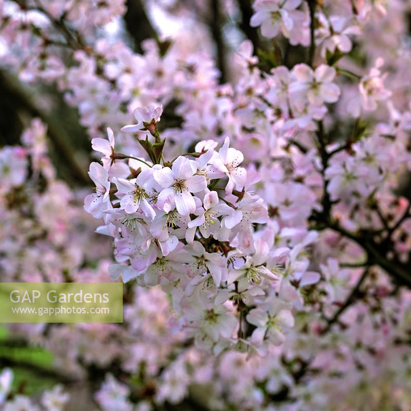 Prunus Pandora, une petite cerise en fleurs avec des branches ascendantes qui, au début du printemps, sont des masses de fleurs roses et simples