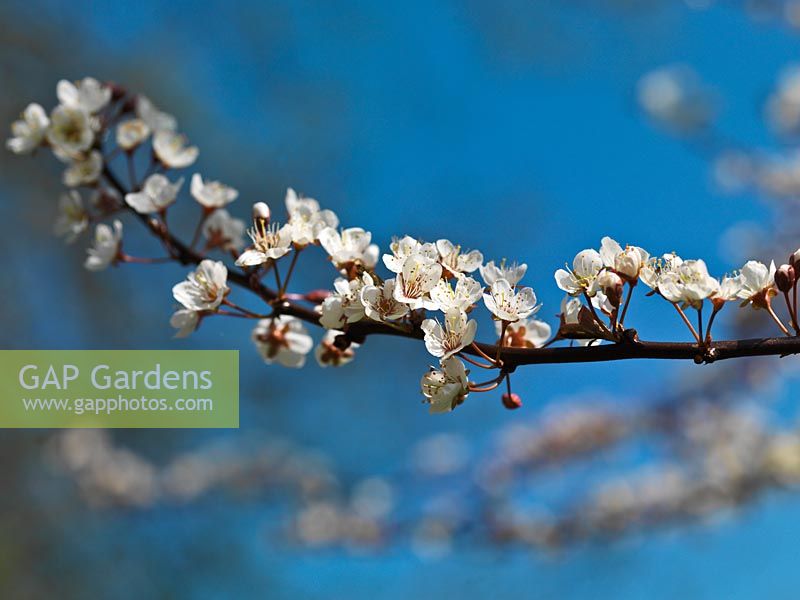 Prunus serrula, la cerise tibétaine, portant une grappe de fleurs blanches simples contre un ciel de printemps bleu clair.