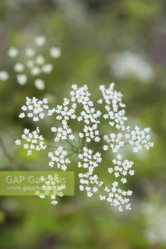 Ammi majus, une ombelle dressée annuelle produisant de petites fleurs blanches en été.