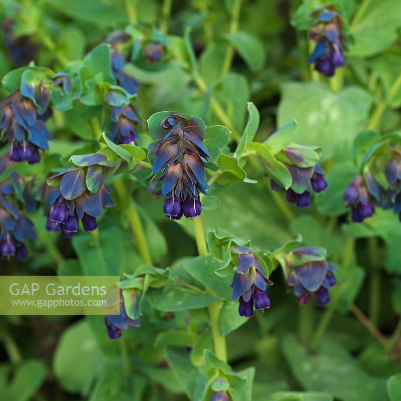 Cerinthe major Purpurascens, une annuelle aux feuilles glauques et aux fleurs bleues tombantes.