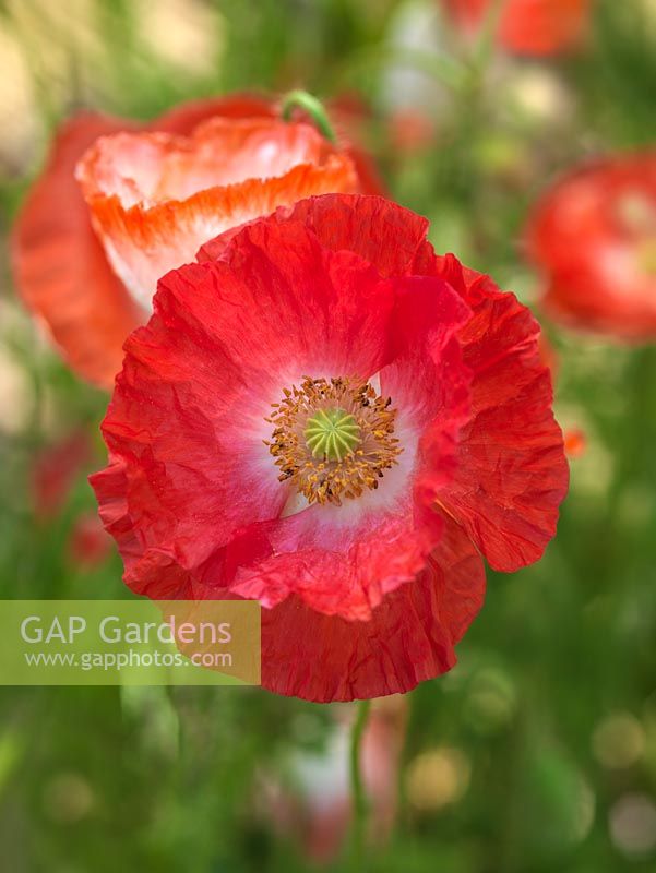 Papaver rhoeas 'Shirley Double Mixed',