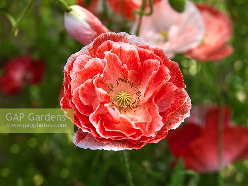 Papaver rhoeas 'Shirley Double Mixed'