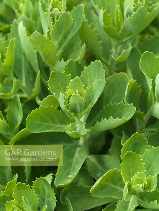 Les jeunes feuilles de sedum font un ajout savoureux aux salades, cueillies avant de gonfler.