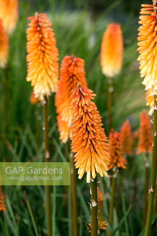 Kniphofia 'Tawny King', poker torride, fines pointes de fleurs orange brûlé ramollissent au jaune pâle à la base. Vivace herbacée.