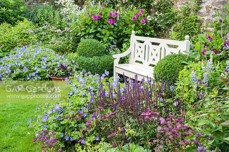 Le jardin clos planté de violets, roses et bleus, notamment Geranium Rozanne - 'Gerwat', Salvia nemerosa 'Caradonna', Astrantia 'Hadspen Blood', dahlias et boîte clippée à côté d'un banc en bois. Bosvigo, Truro, Cornwall, UK