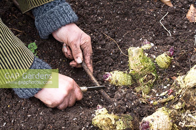 Prendre des boutures de racines de Crambe cordifolia. Couper la racine avec un couteau