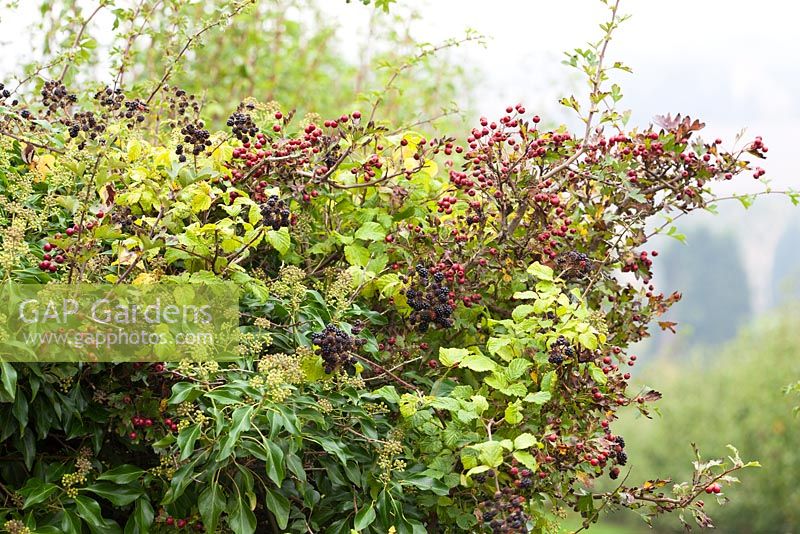 Haie d'automne aux mûres, aubépine et baies de lierre. Rubus, Crataegus, Hedera