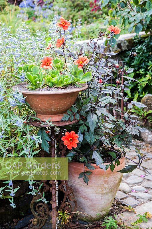 Pot de plantes succulentes dans le jardin avant entouré de dahlia et de caryoptères bleues.