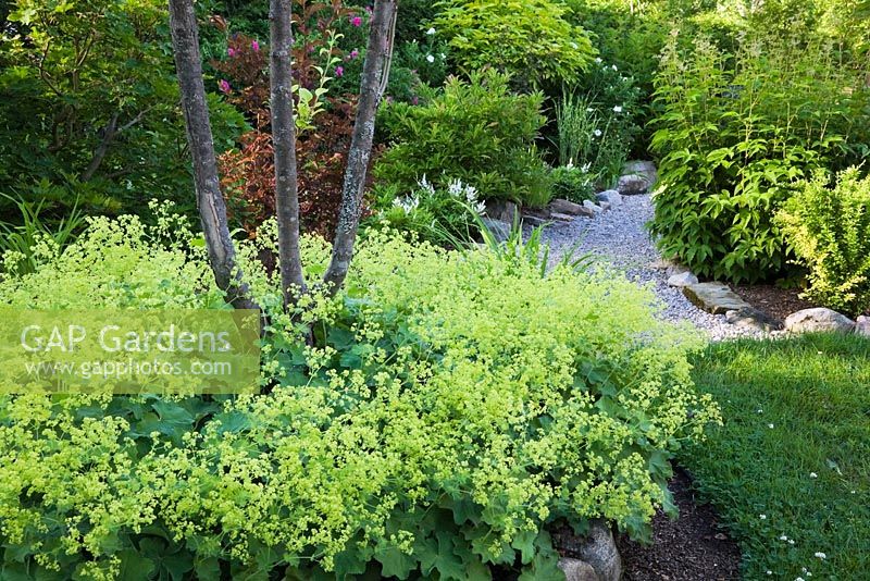 Parterre de fleurs surélevé bordé de roche planté d'un Malus columnaris - Pommier et Alchemilla mollis - Lady's Mantle plantes dans le jardin avec chemin de gravier au début de l'été, Québec, Canada