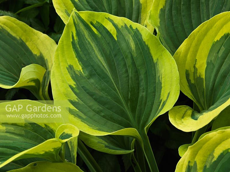 Hosta Liberty, lys plantain, une plante vivace feuillue avec des feuilles en forme de coeur, vert gris au centre avec des marges beaucoup plus claires et larges. Du printemps à l'automne.