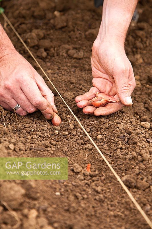 Planter des plantules d'oignon guidées par une rangée de ficelle