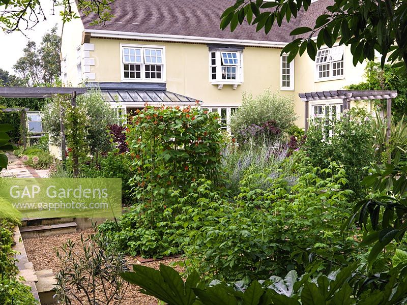 Vue de la maison et du jardin de 3 ans, plus de 9,5 mx 7 m de potager englouti avec 4 parterres de haricots verts avec des pois sucrés formés de cannes, de fraises et de légumes. Au-delà, terrasse, pergola.